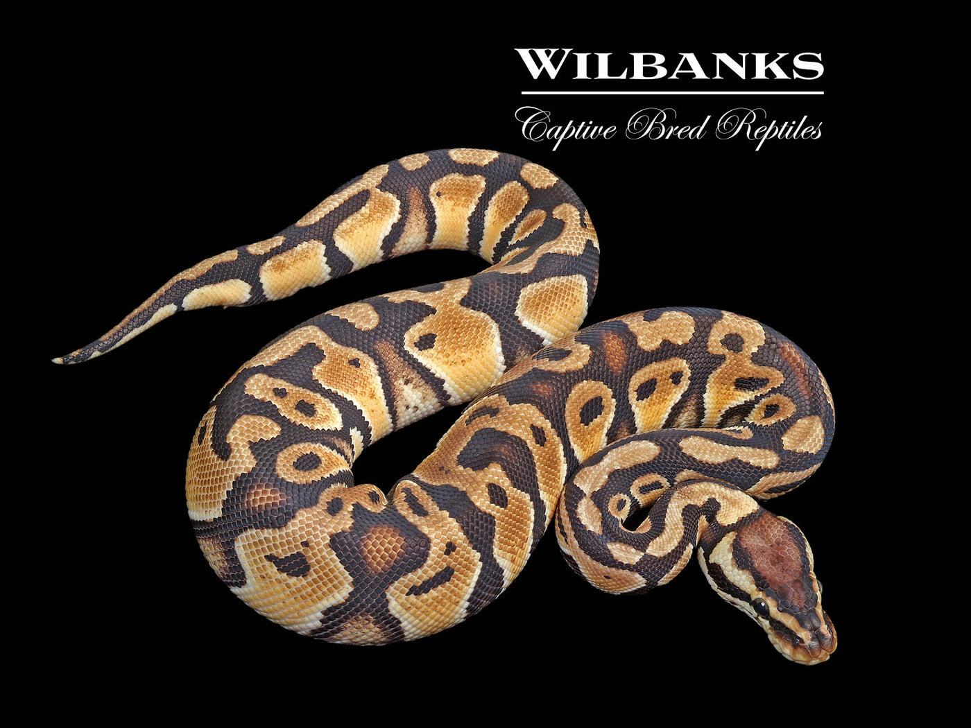 Pastel DH Hypo Clown Ball Python ♂ '24