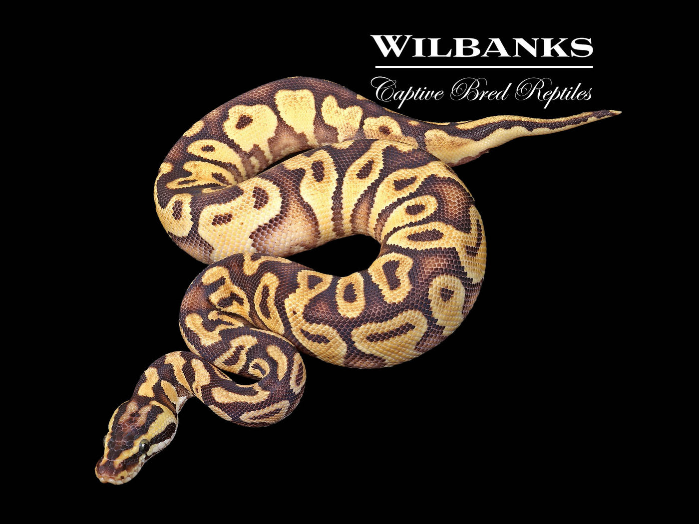 Pastel Enchi Yellow Belly or Gravel Ball Python ♂ '24