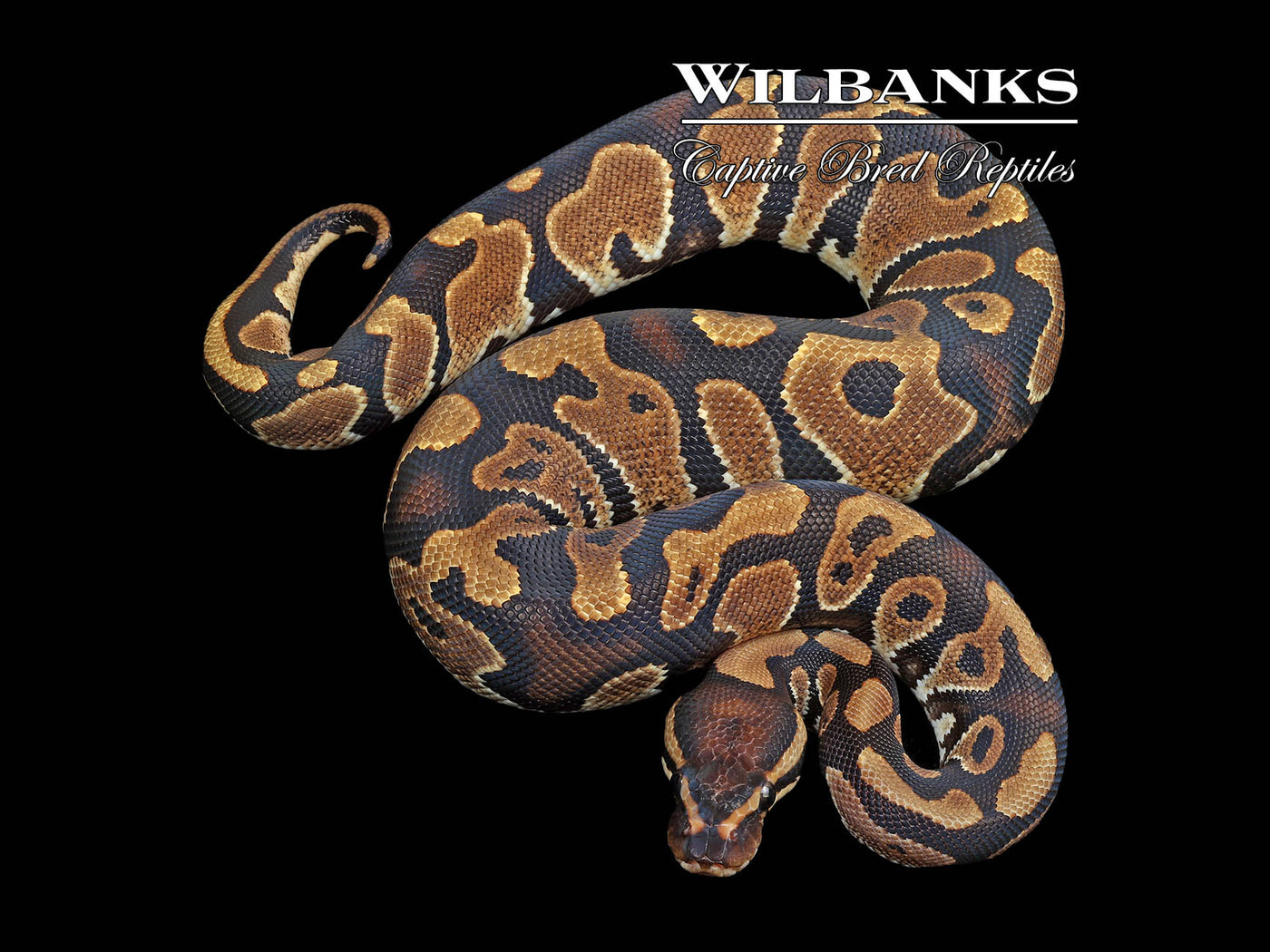 Gravel Ball Python ♂ '24