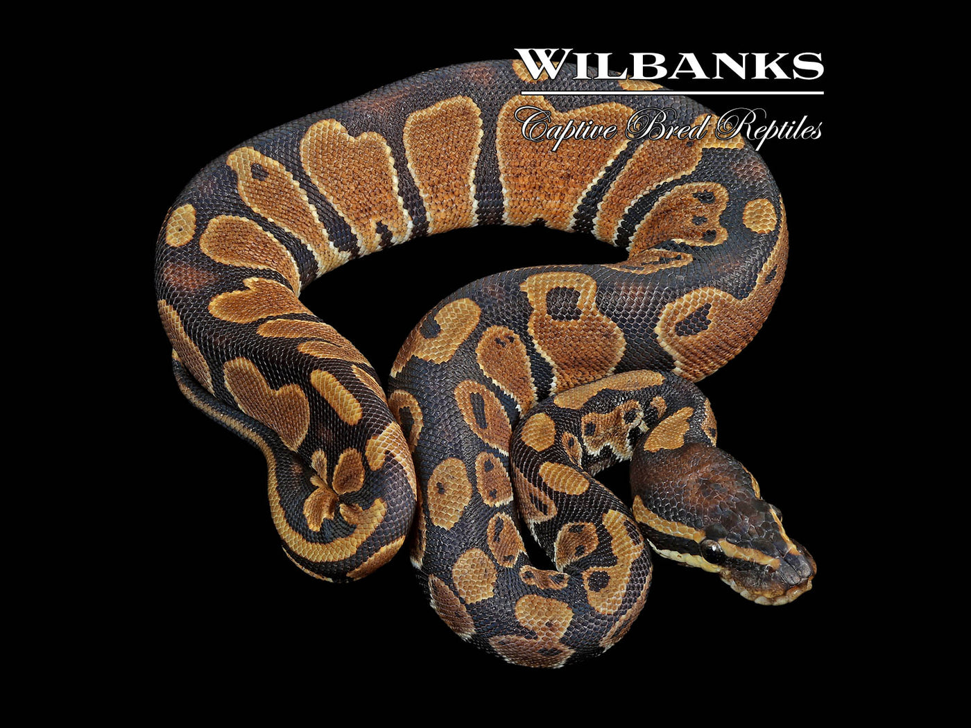 100% DH Lavender Pied Ball Python ♀ '24