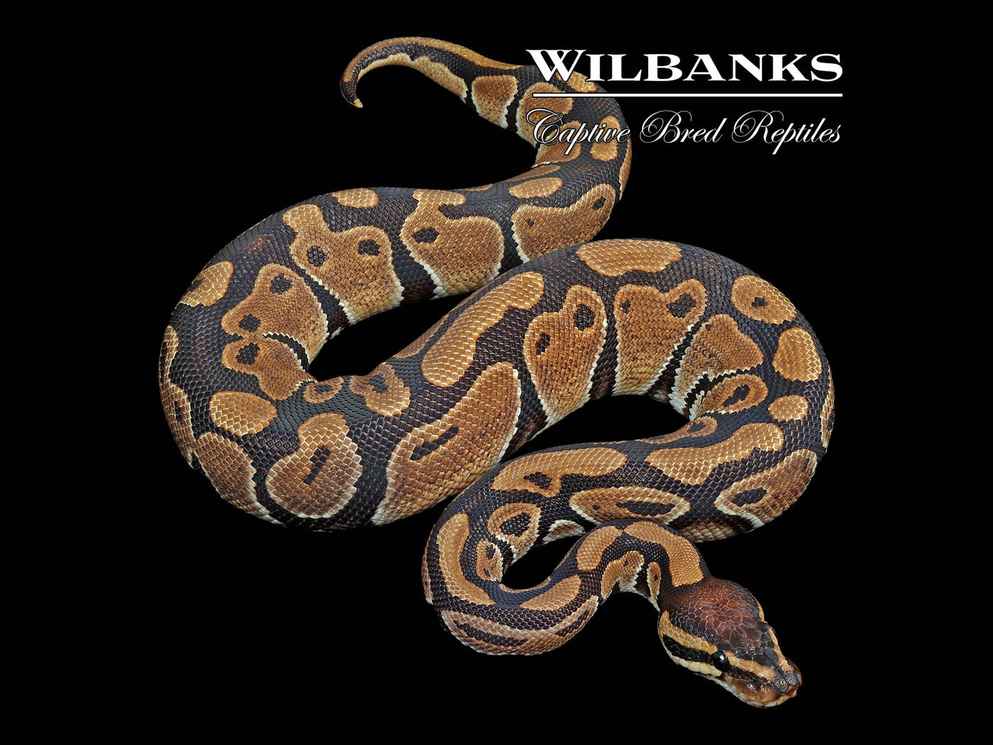 100% Het. Sunset 66% PH Clown Ball Python ♂ '24
