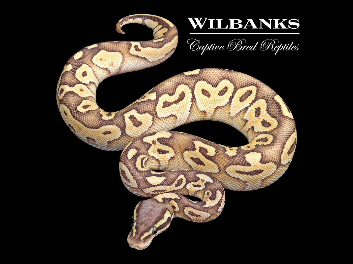 Orange Crush Pastel Butter Ball Python ♂ '24