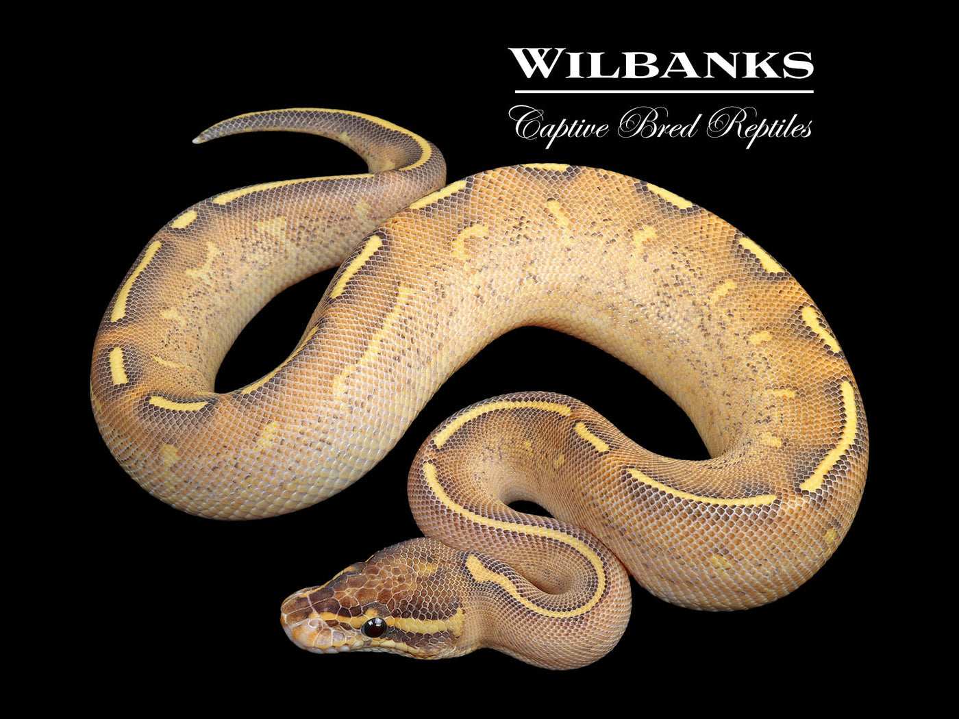 Highway Ball Python ♀ '25