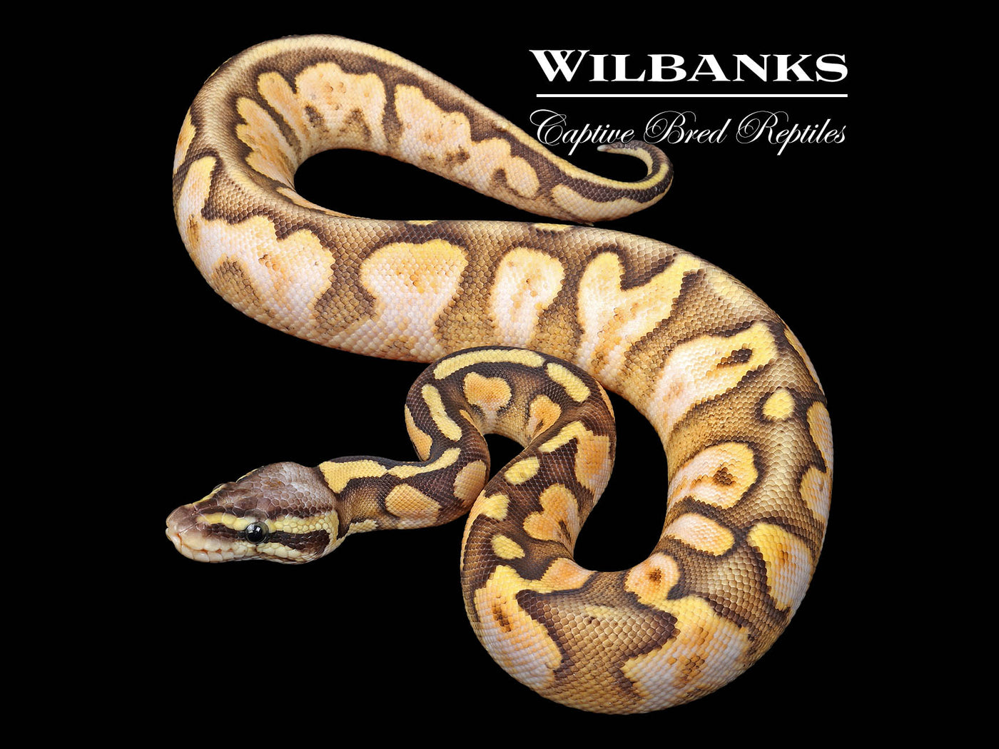 SugarFly Ball Python ♀ '25