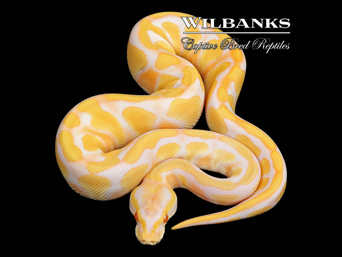 Blackhead Albino Enchi Ball Python ♂ '25