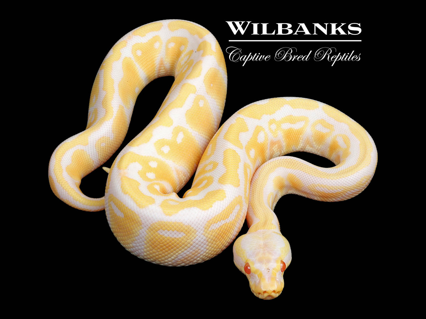 Pastel Albino Ball Python ♀ '25