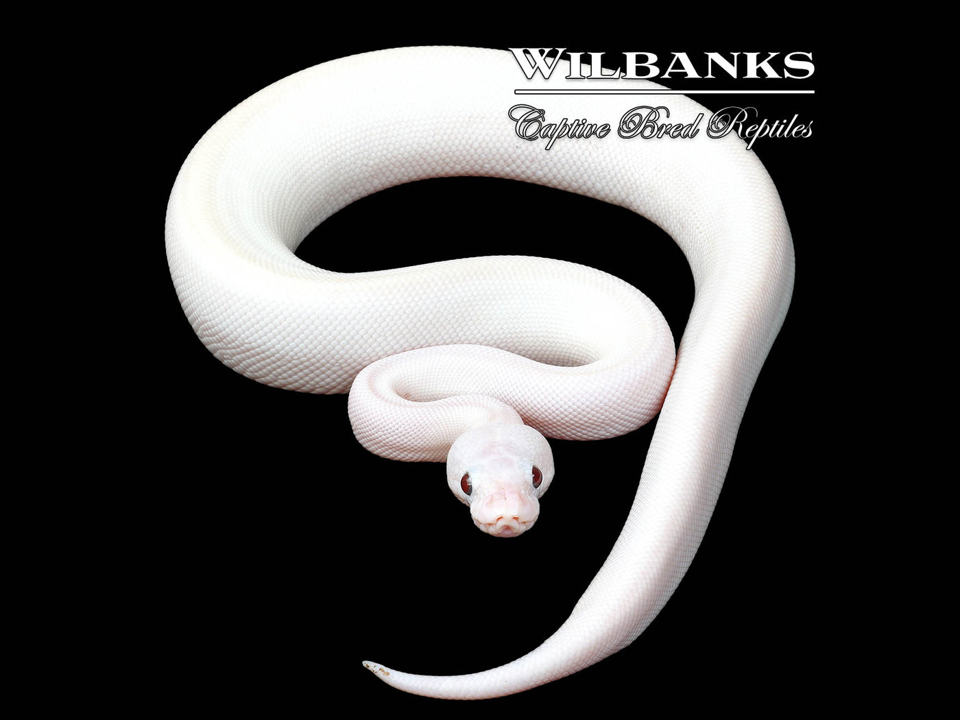 Banana Blue Eyed Leucistic (Mojave Butter) Ball Python ♂ '25