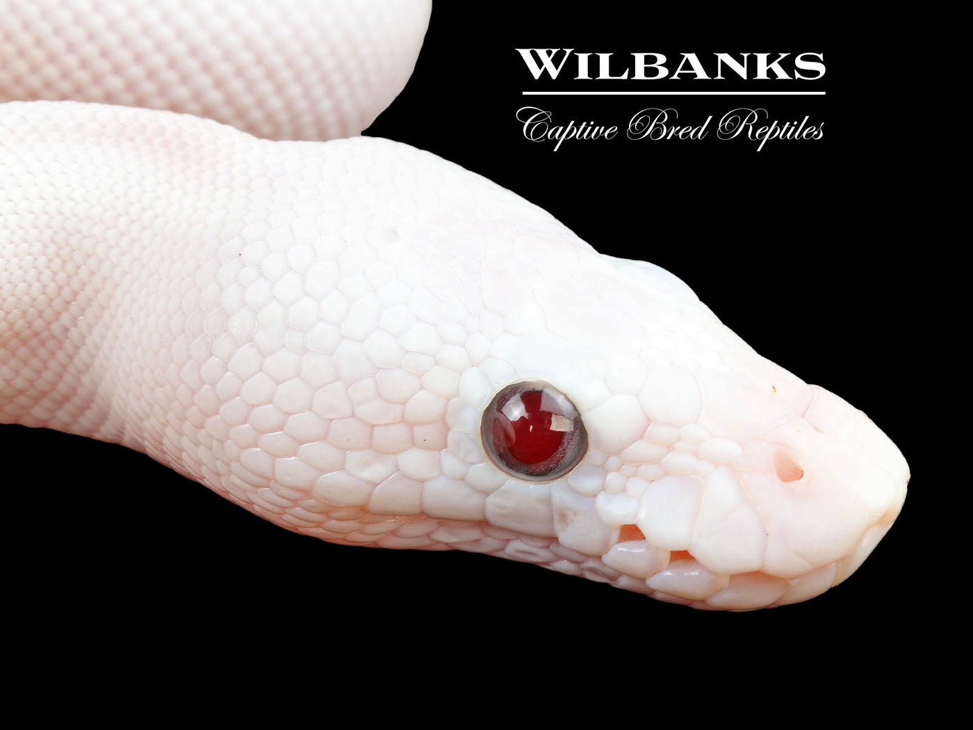 Banana Blue Eyed Leucistic (Mojave Butter) Ball Python ♂ '25