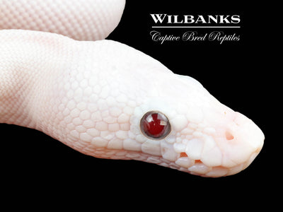 Banana Blue Eyed Leucistic (Mojave Butter) Ball Python ♂ '25