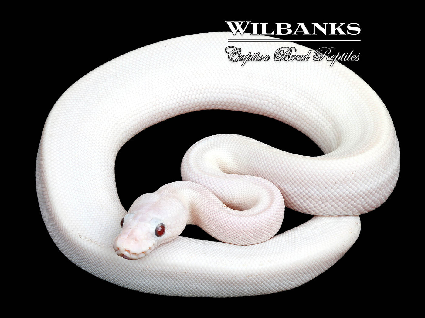 Banana Blue Eyed Leucistic (Mojave Butter) Ball Python ♂ '25