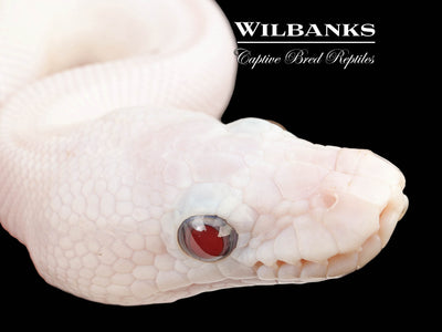 Banana Blue Eyed Leucistic (Mojave Butter) Ball Python ♂ '25