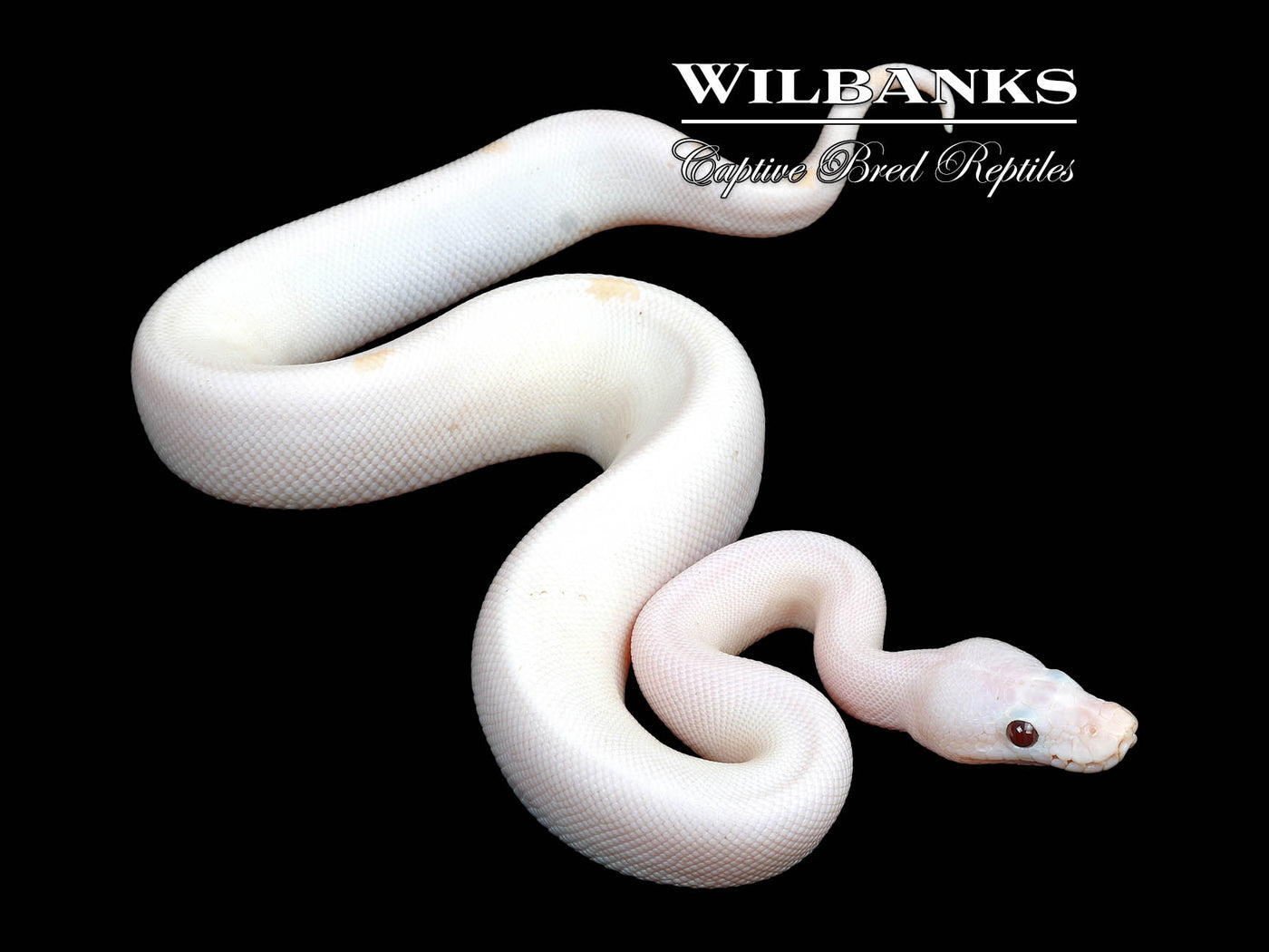 Banana Super Fire Ball Python ♂ '25