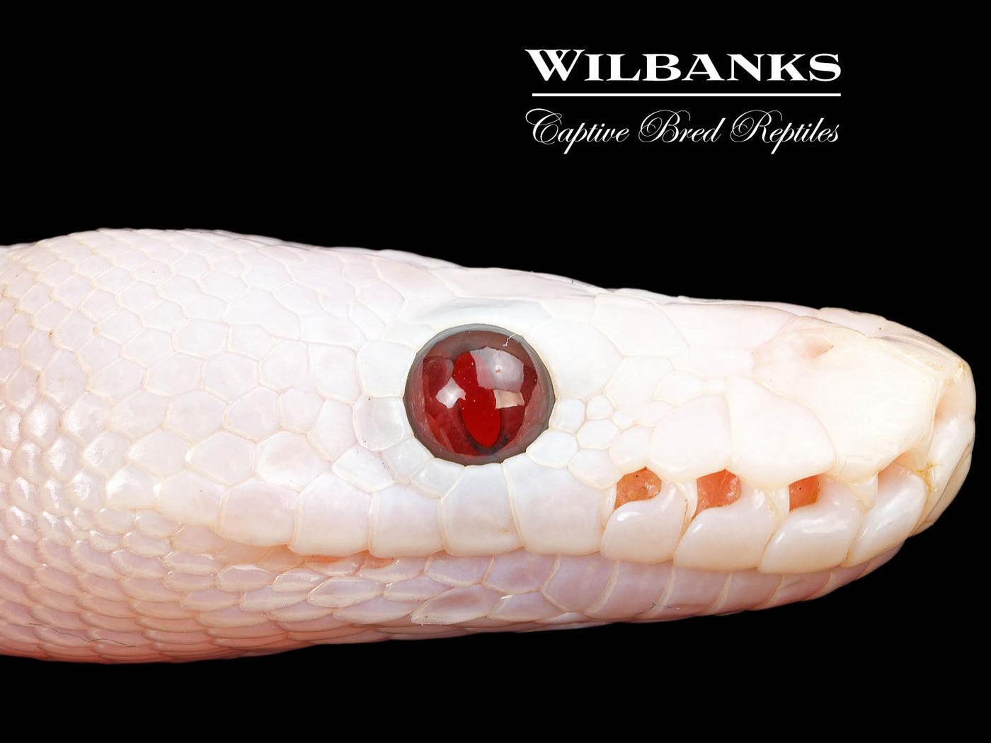 Banana Super Fire Ball Python ♂ '25