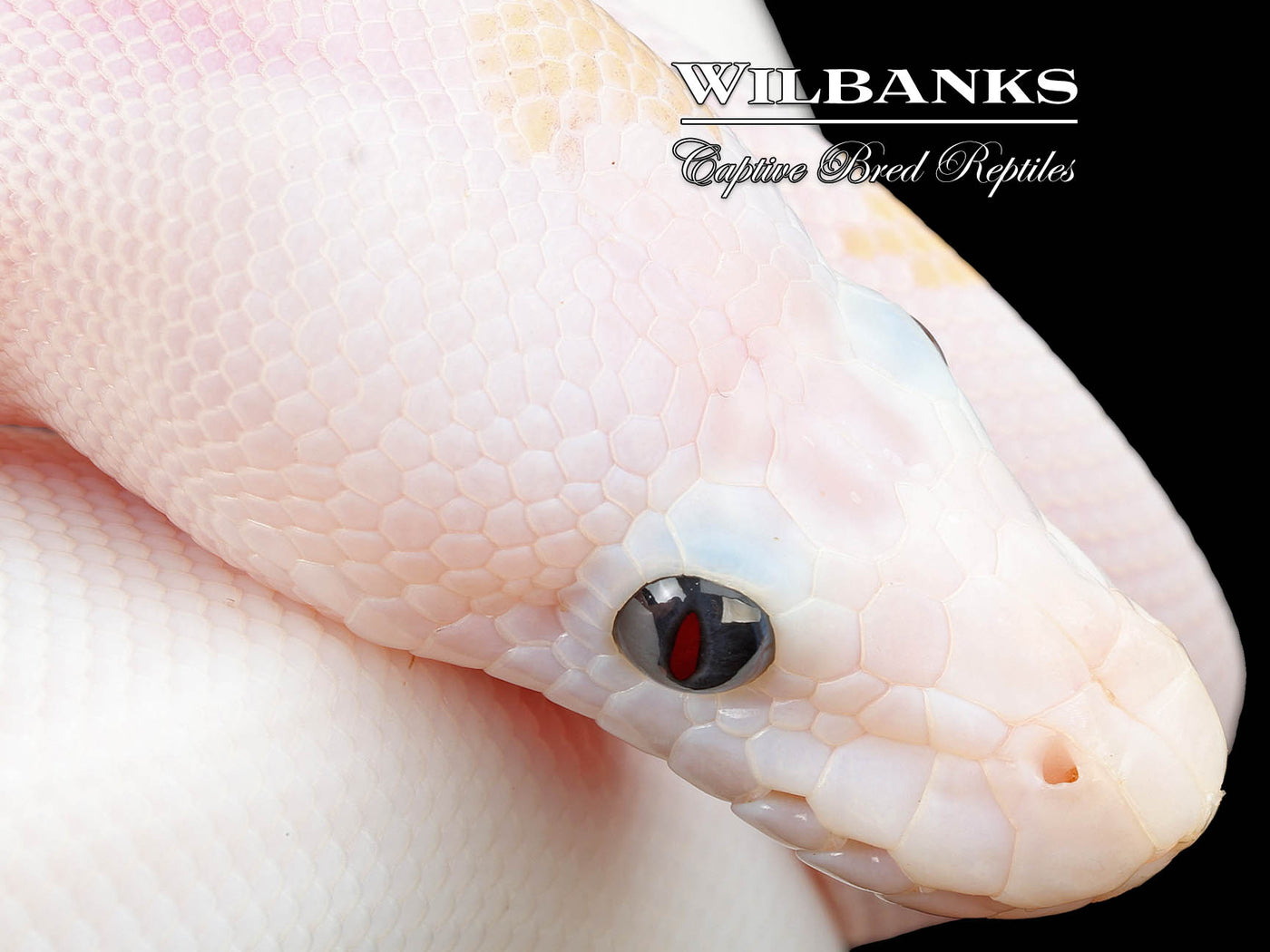 Super Fire Ball Python ♀ '25 – Wilbanks Captive Bred Reptiles