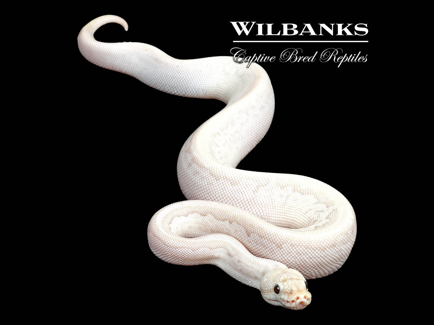 Bamboo Black Pewter Yellow Belly Fire Ball Python ♀ '25