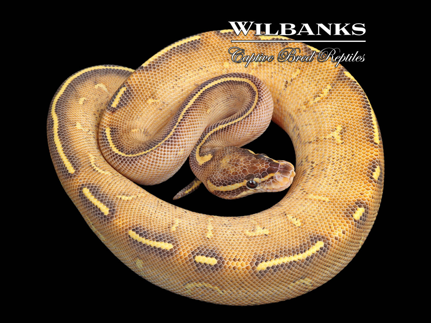 Highway Ball Python ♂ '25