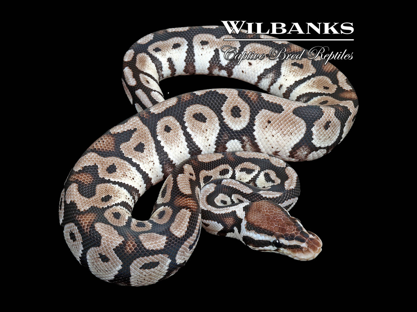 Axanthic (VPI) Pastel Ball Python ♂ '25