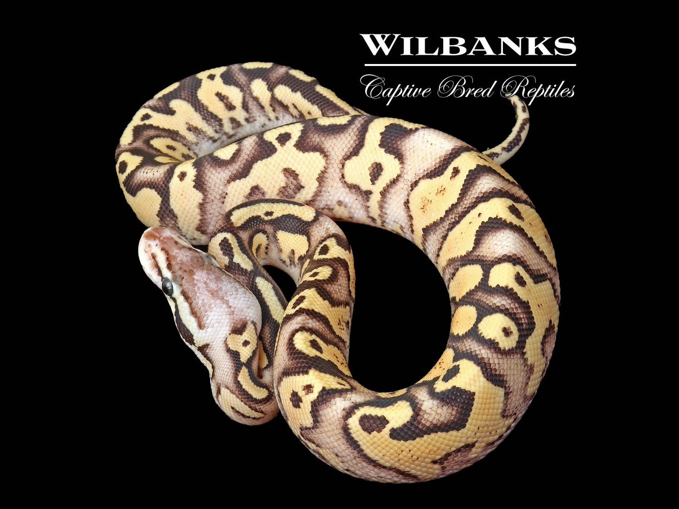 FireFly Gravel Ball Python ♂ '25