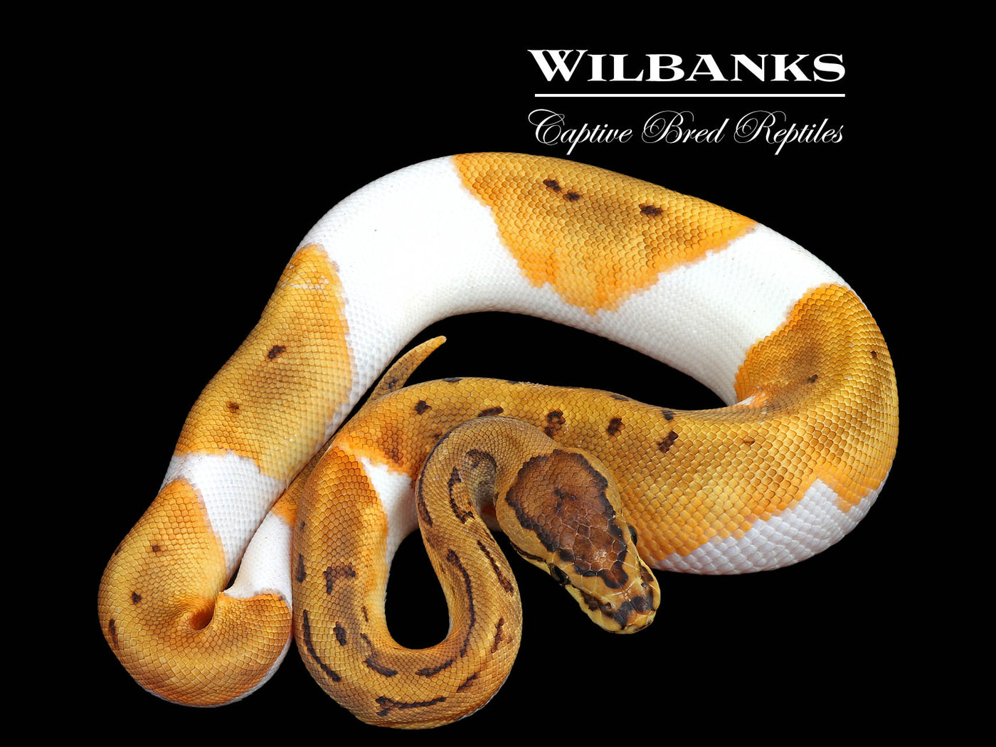 Pinstripe Pied Ball Python ♂ '25