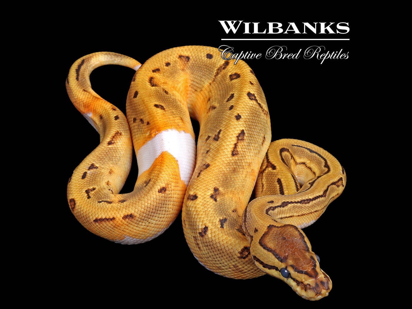 Pinstripe Pied Ball Python ♂ '25