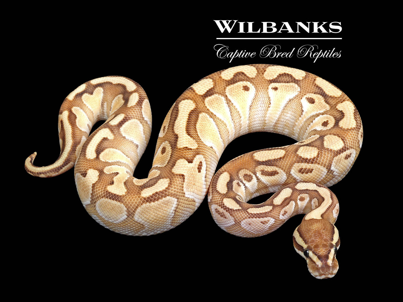 Butter Enchi 100% Het. Clown Ball Python ♀ '24