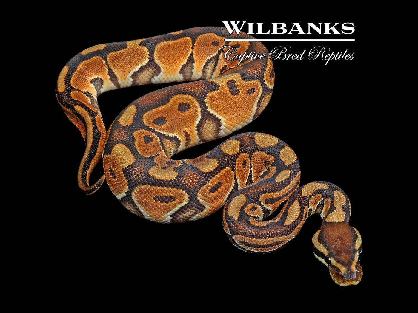 Black Pastel Enchi 100% DH Albino Clown Ball Python ♂ '24