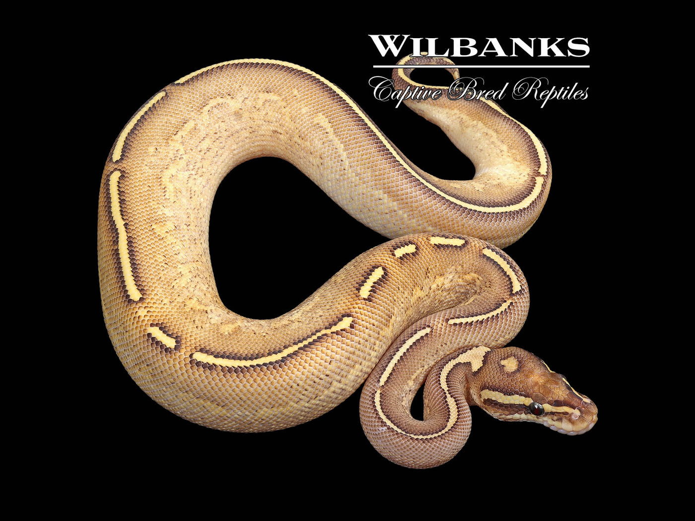Fire Freeway Ball Python ♀ '24