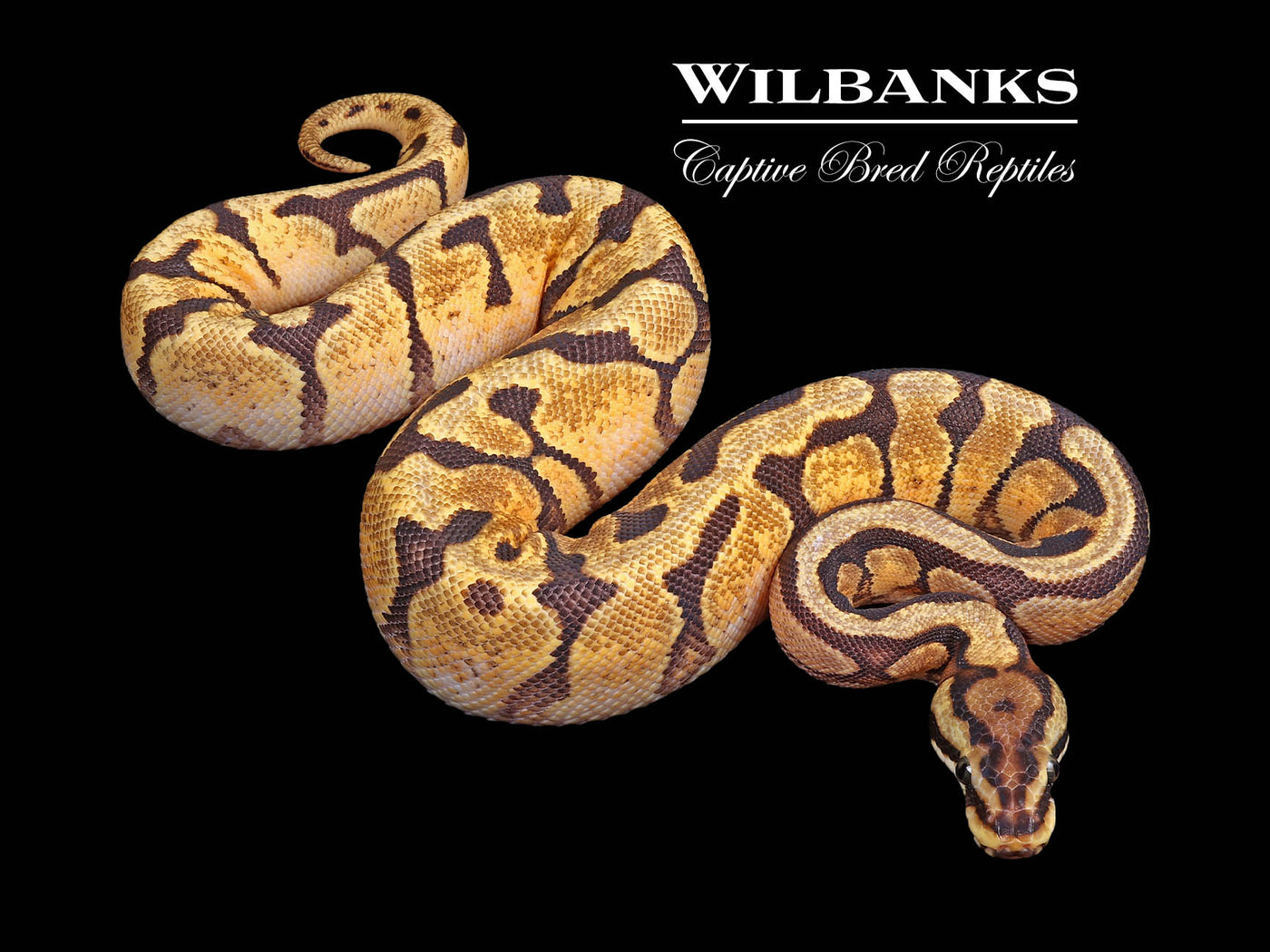 Enchi Spotnose Spark Ball Python ♀ '24