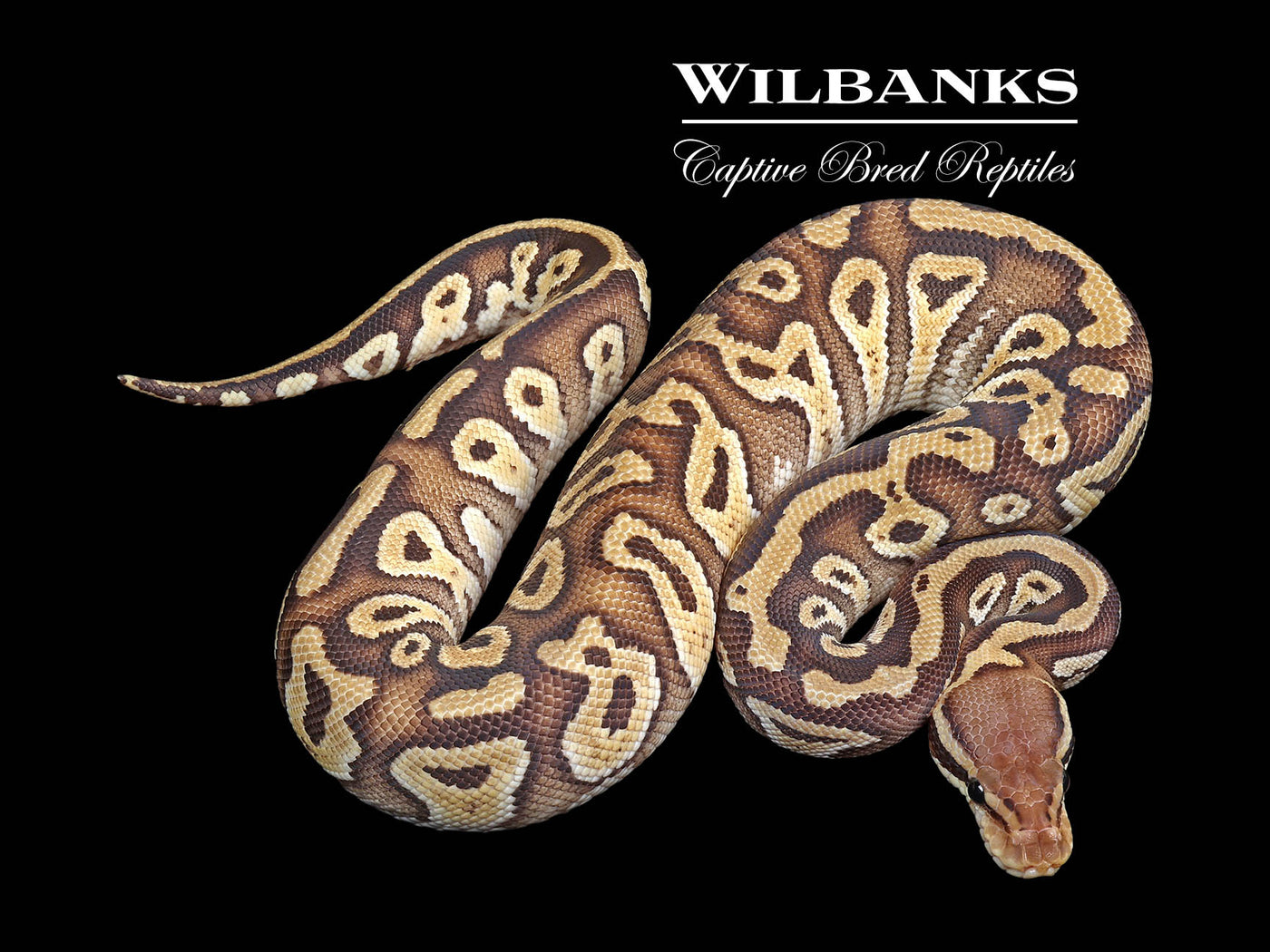 Pastave 100% Het. Clown Ball Python ♀ '24