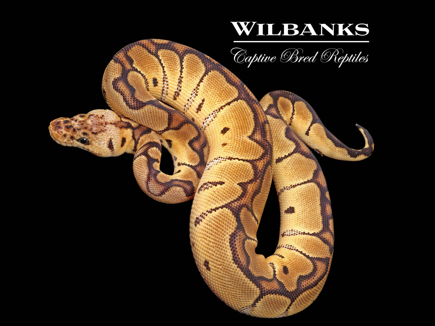 Pastel Clown Ball Python ♀ '24