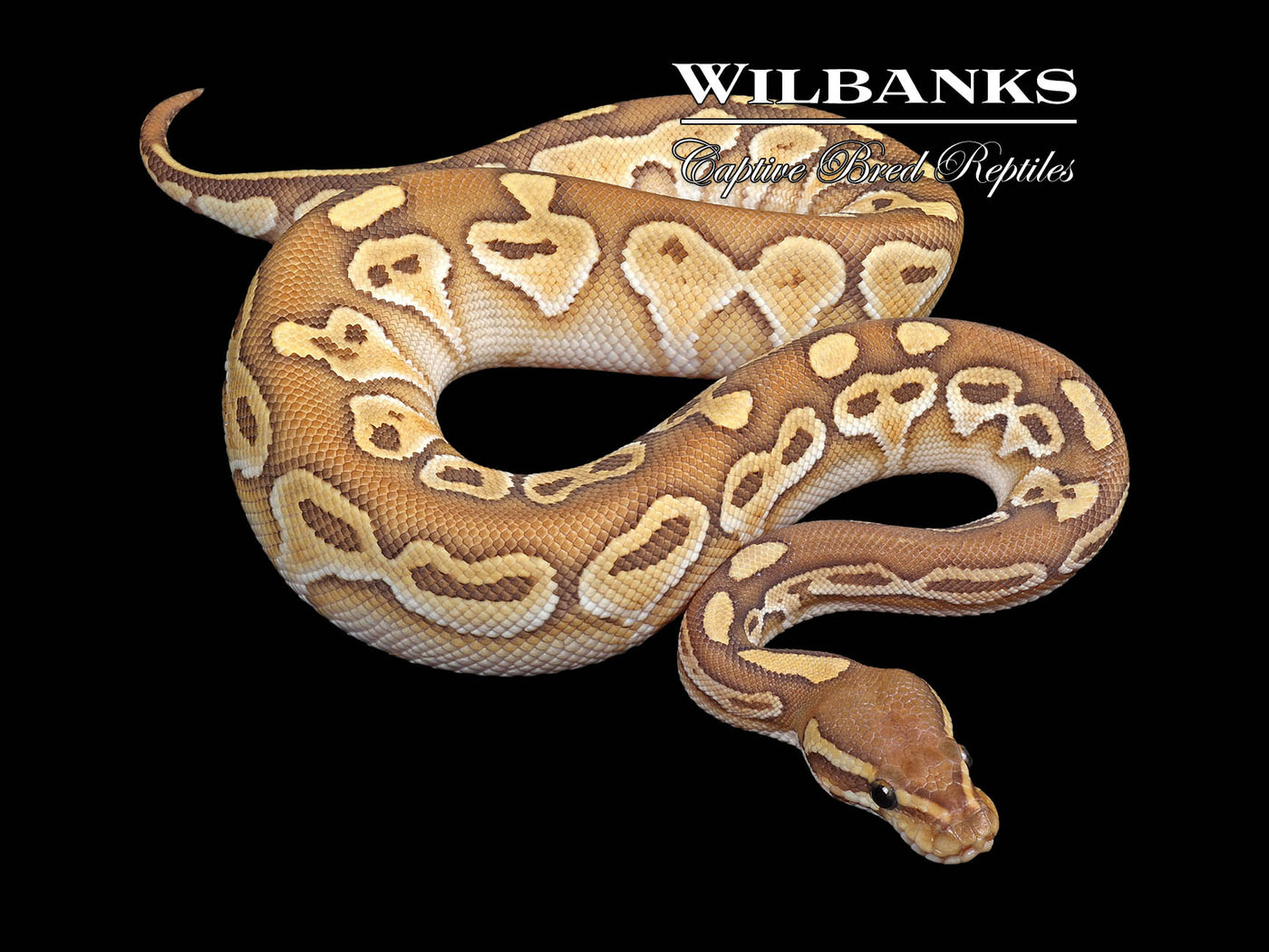 Butter Orange Crush Ball Python ♂ '24