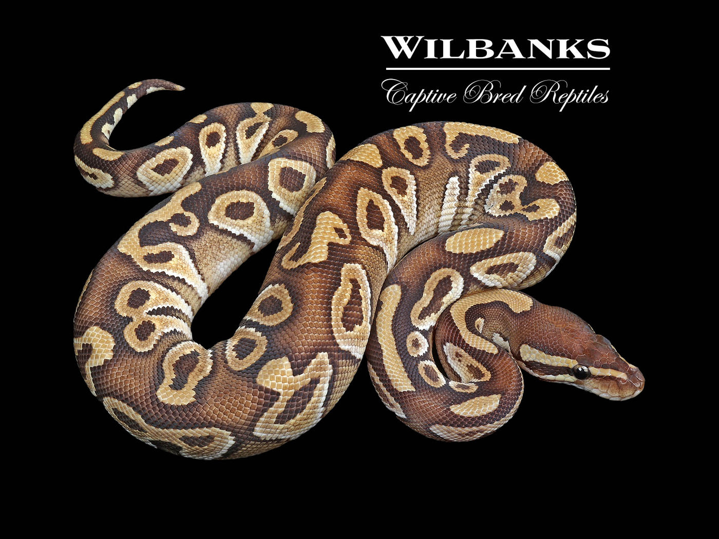 Phantom 100% Het. Albino Ball Python ♂ '24