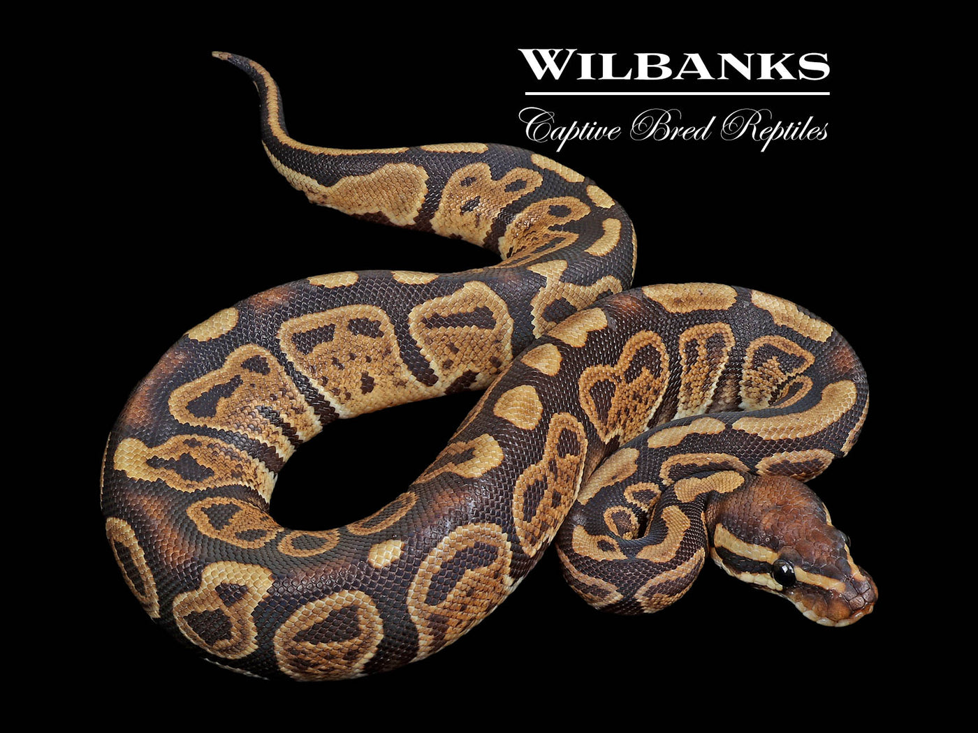 Sable Ball Python ♀ '24