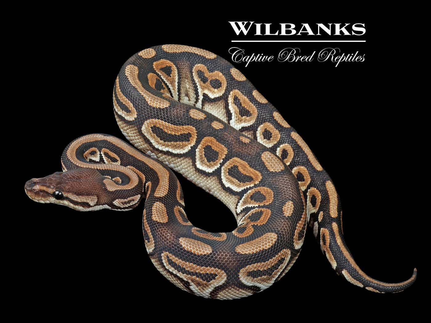Cinnamon 100% Het. Clown Ball Python ♀ '24