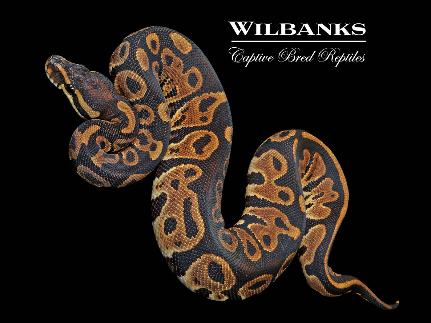 Leopard 100% Het. Albino Ball Python ♀ '24