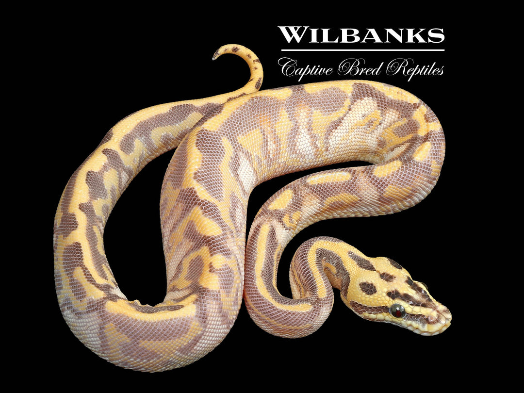 Pastel Enchi Leopard Highway Ball Python ♀ '24 – Wilbanks