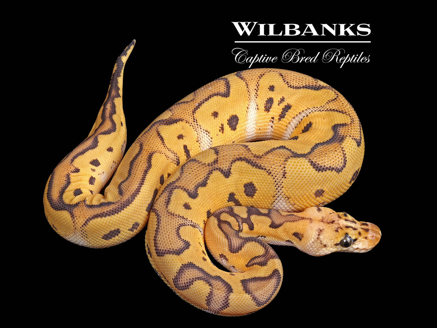 Pastel Clown Ball Python ♀ '24