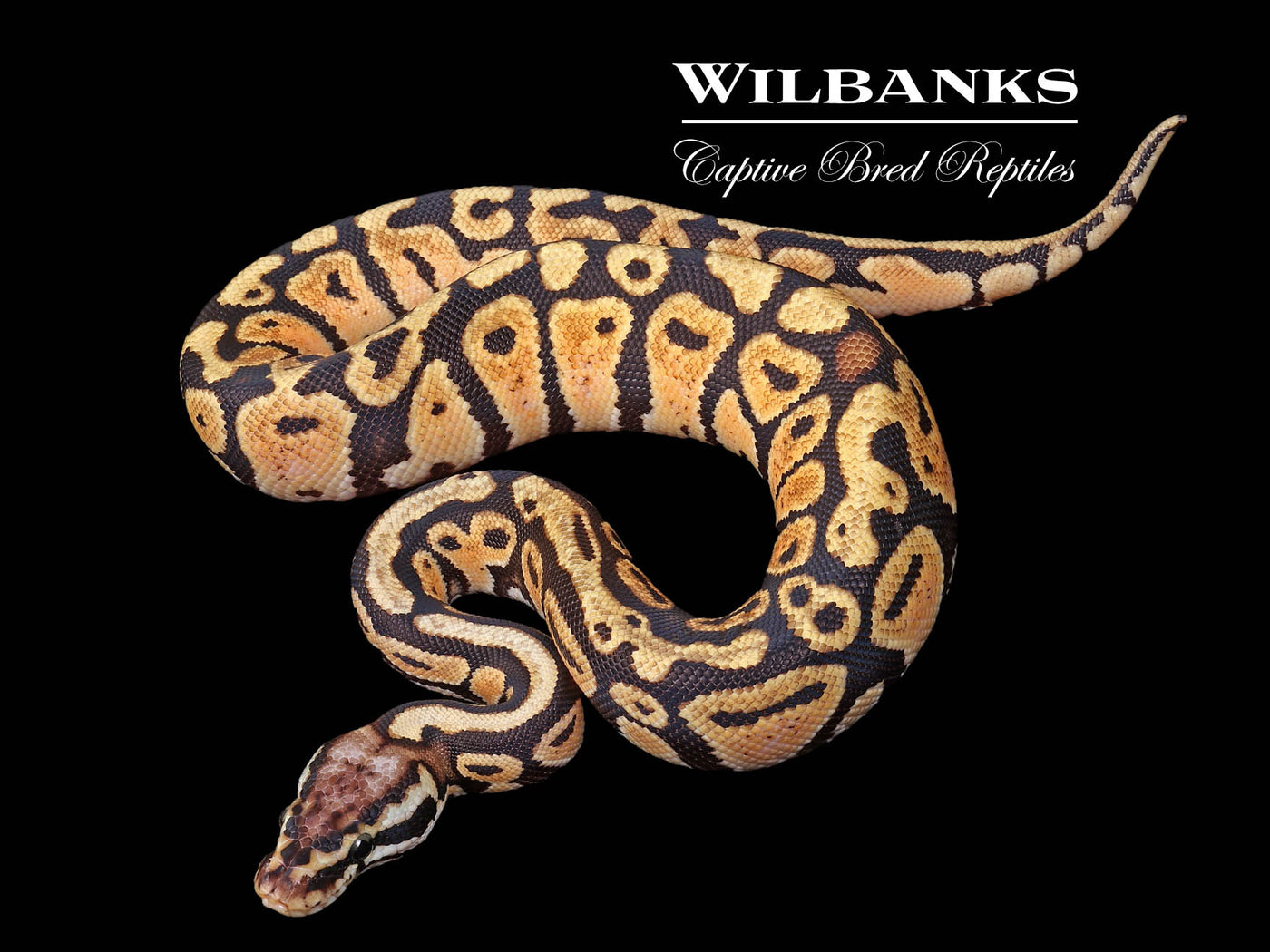 Pastel Spotnose Ball Python ♂ '24