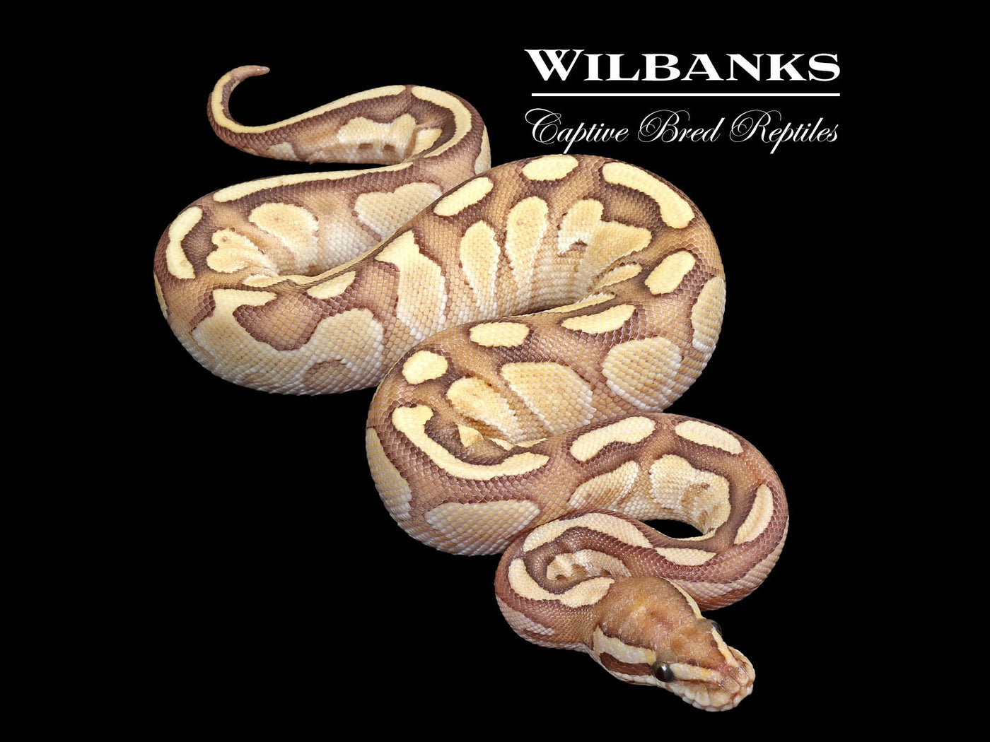 Nuclear 100% Het. Clown Ball Python ♀ '24