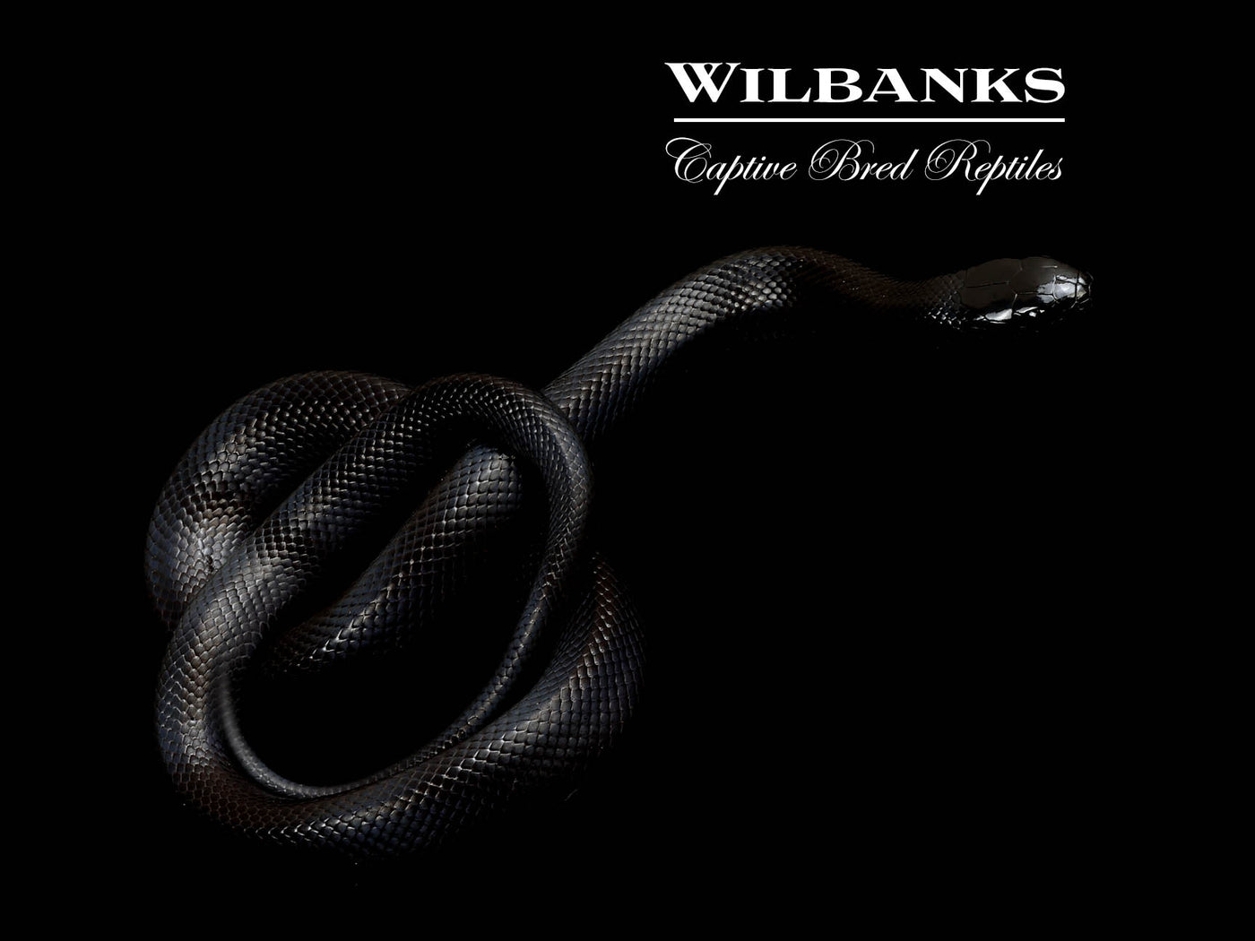 Mexican Black Kingsnake ♂ '25