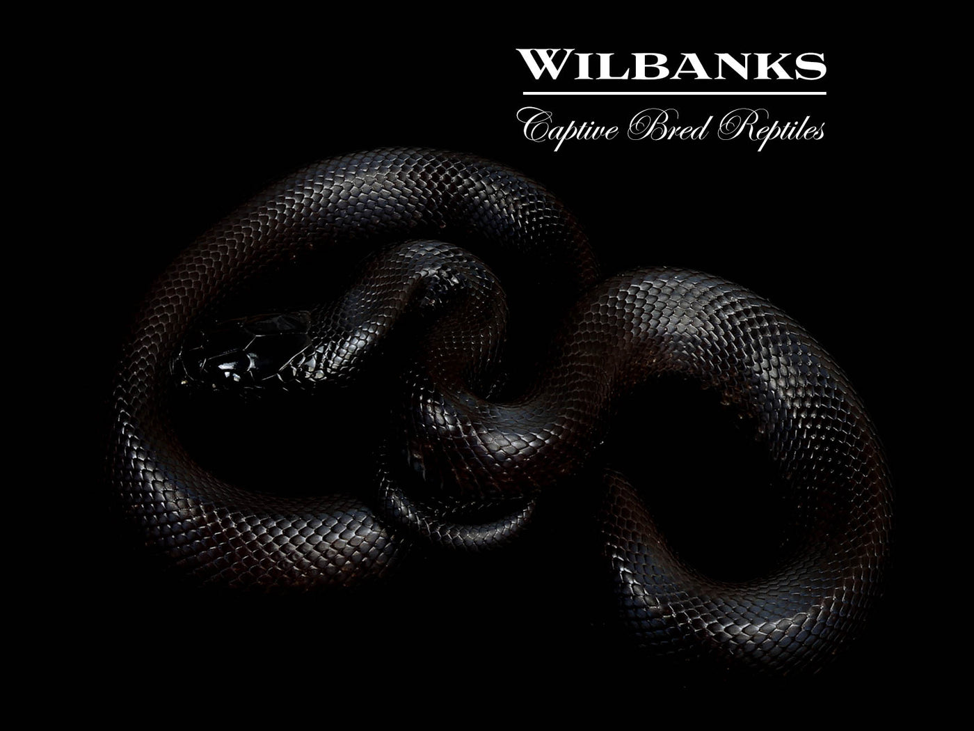 Mexican Black Kingsnake ♂ '25