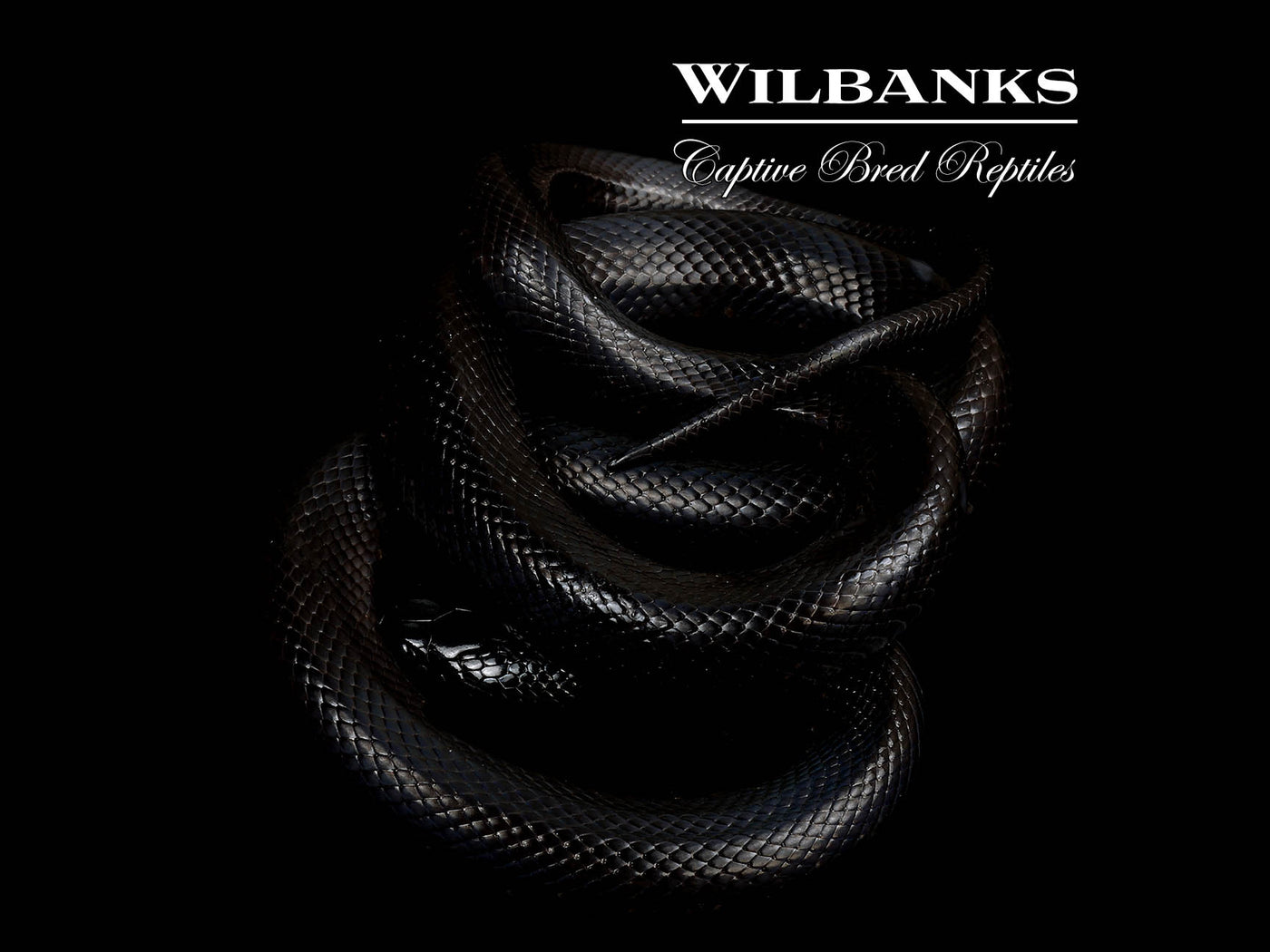 Mexican Black Kingsnake ♂ '25