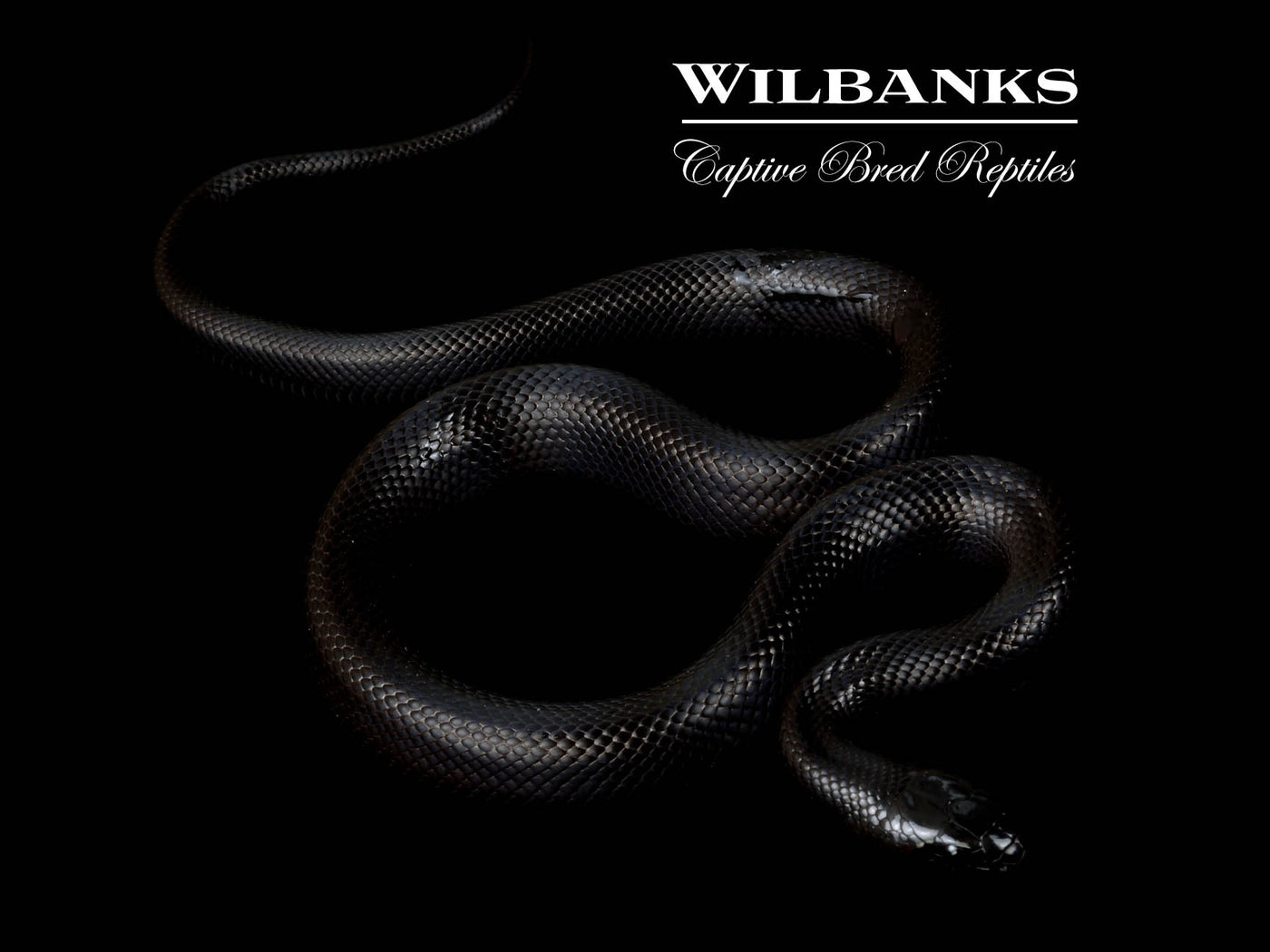 Mexican Black Kingsnake ♀ '25