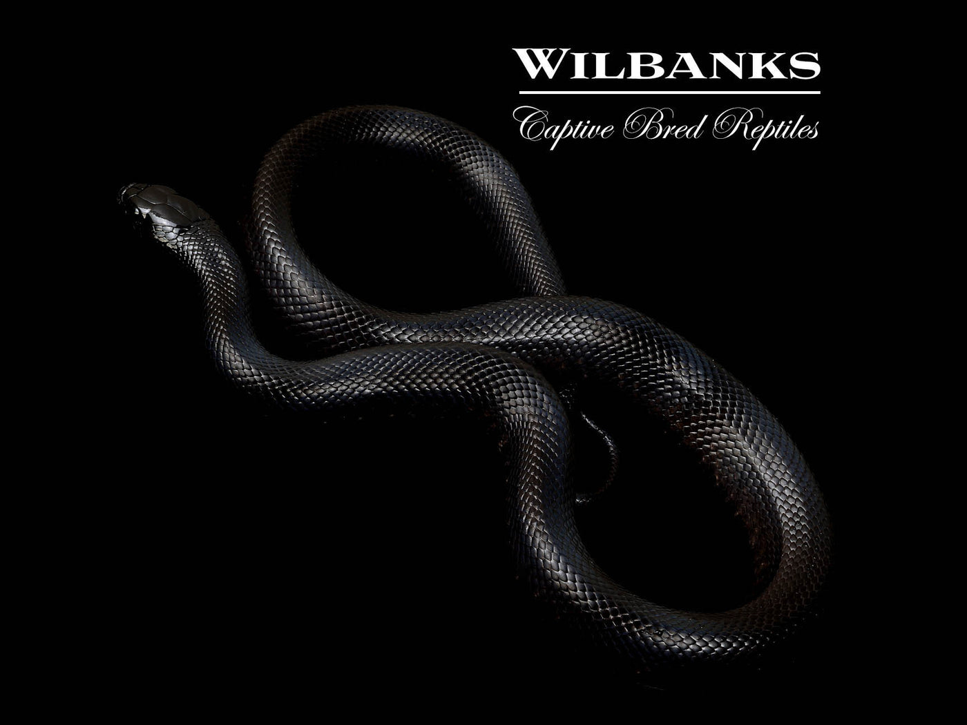 Mexican Black Kingsnake ♀ '25