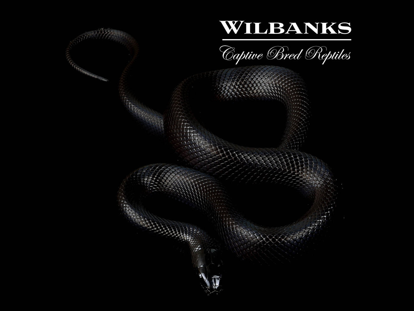 Mexican Black Kingsnake ♀ '25