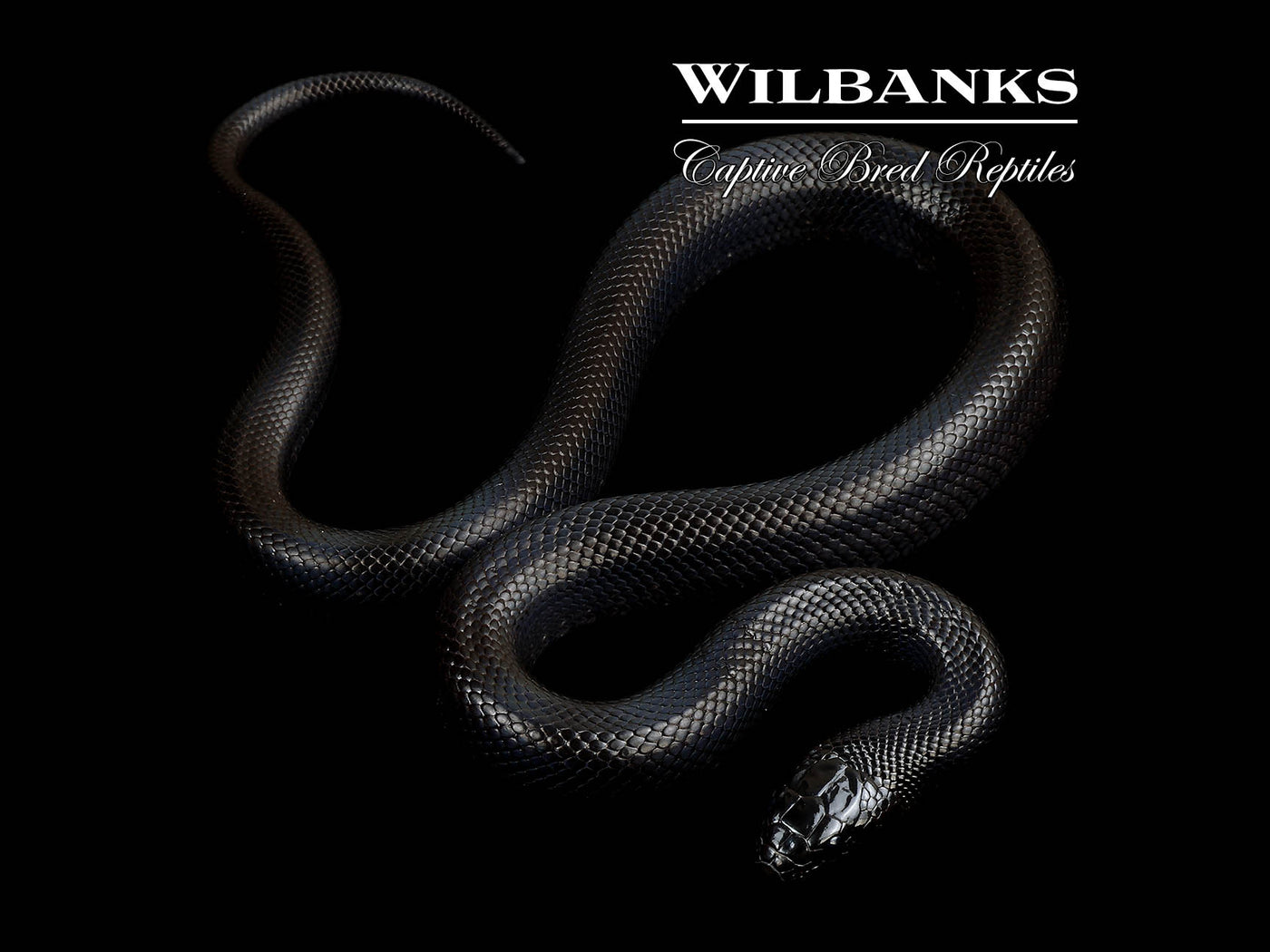 Mexican Black Kingsnake ♀ '25