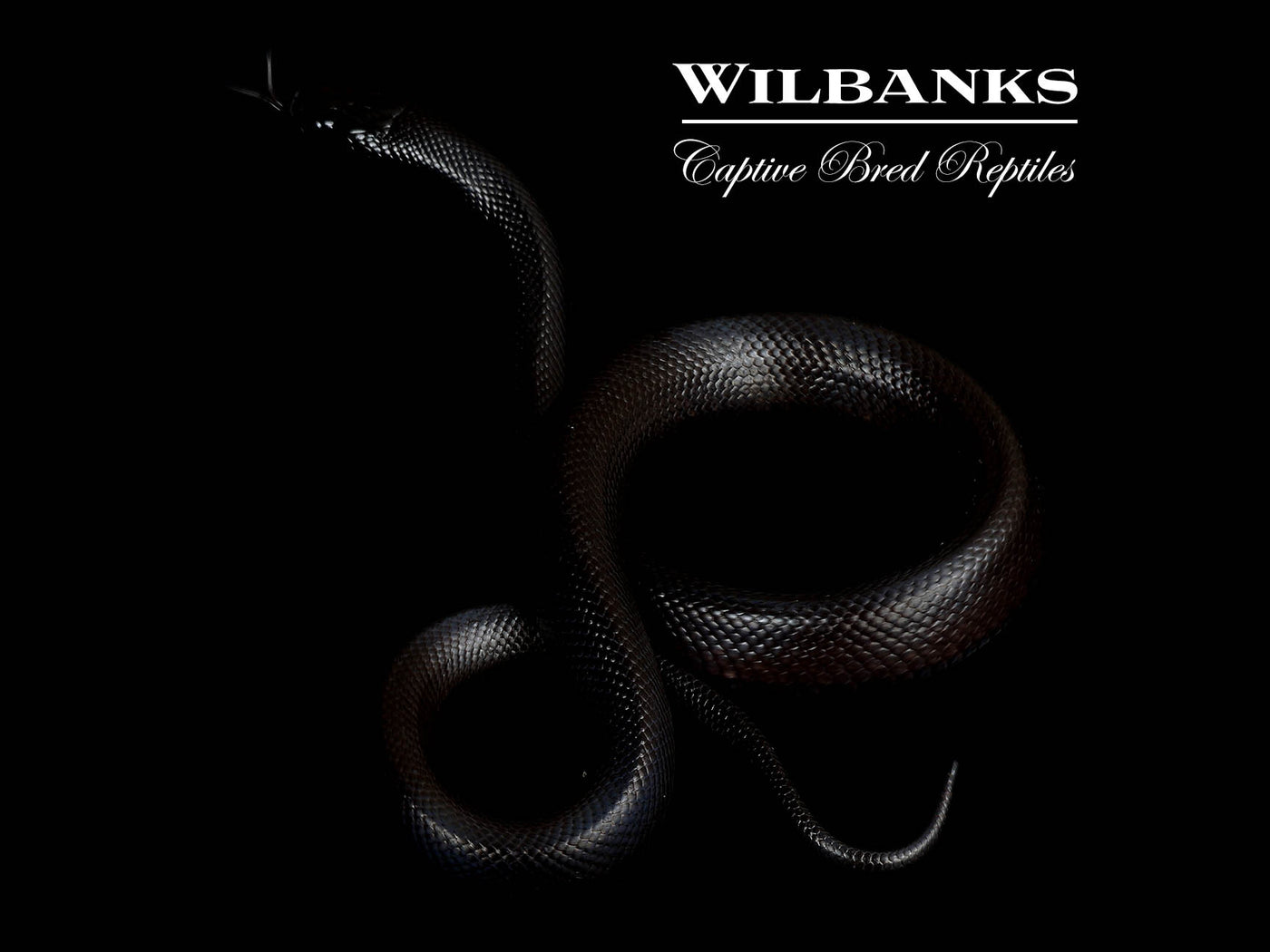 Mexican Black Kingsnake ♀ '25