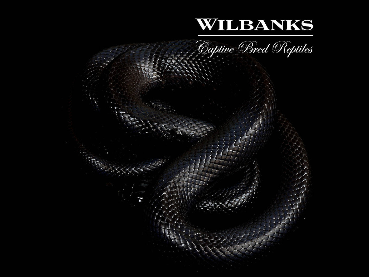 Mexican Black Kingsnake ♀ '25