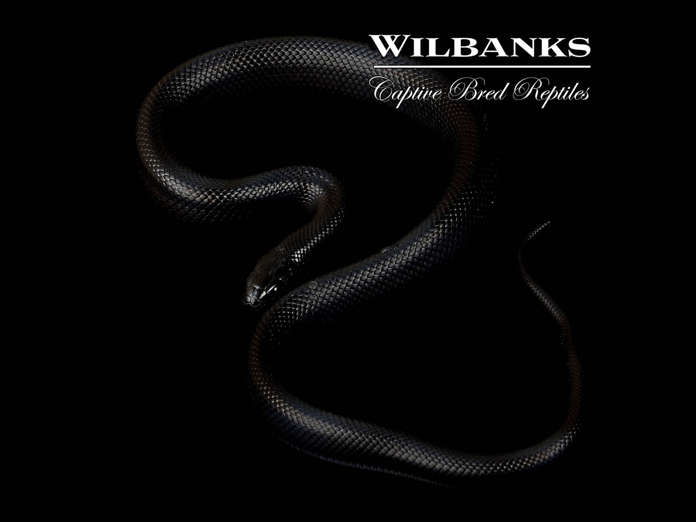 Mexican Black Kingsnake ♀ '25