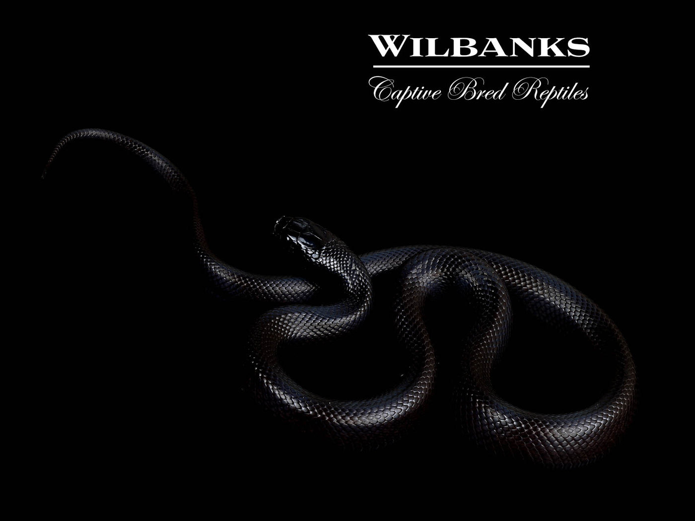 Mexican Black Kingsnake ♀ '25